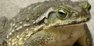 Jeste li znali da žabe krastače dolaze u vašu kuću kada…