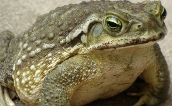 Jeste li znali da žabe krastače dolaze u vašu kuću kada…