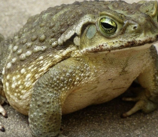 Jeste li znali da žabe krastače dolaze u vašu kuću kada…