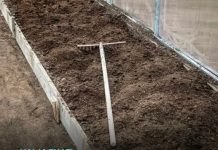 7 vrsta povrća koje se ne đubre nikad: Rastu samo od vode i sunca