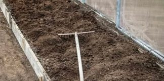 7 vrsta povrća koje se ne đubre nikad: Rastu samo od vode i sunca