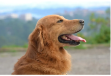 Pet tipova ljudi koji, prema stručnjaku, ne bi trebalo da imaju psa