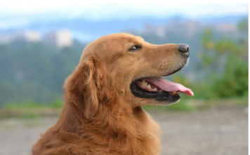 Pet tipova ljudi koji, prema stručnjaku, ne bi trebalo da imaju psa