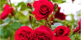 Ako volite ruže, februar ne smijete preskočiti jedan potez koji pravi čudo