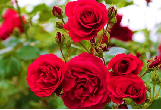 Ako volite ruže, februar ne smijete preskočiti jedan potez koji pravi čudo