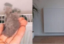 EVO KAKO DA OČISTITE RADIJATORE ZA MINUTU: Bolju foru niste vidjeli, kako se niko ranije nije sjetio ovoga?!