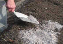 GLAVNA GREŠKA S PEPELOM! Ove biljke neće nahraniti, nego će ih UNIŠTITI!