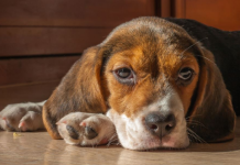 10 razloga zašto je vaš pas tužan: Ova rasa je napodložnija depresiji i često pate više od ljudi