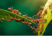 Kako se brzo riješiti mrava u stanu: 4 načina bez kemikalija
