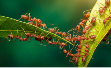 Kako se brzo riješiti mrava u stanu: 4 načina bez kemikalija