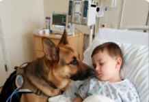 Čudo u intenzivnoj njezi: pas koji je spasio život dječaku
