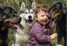 Veterinar objasnio da 5 rasa pasa nipošto ne treba držati blizu dece: Njima ne treba verovati