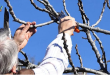 Na OVAJ način se smokva orezuje u februaru za obilniji rod