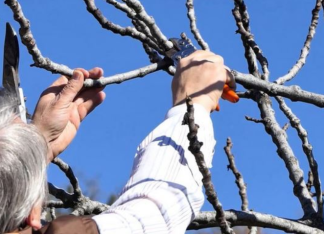 Na OVAJ način se smokva orezuje u februaru za obilniji rod