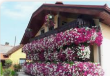 INFUZIJA ZA CVIJEĆE: Oporavlja, pospješuje rast biljaka, a pravi se od samo 2 sastojka!