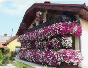 INFUZIJA ZA CVIJEĆE: Oporavlja, pospješuje rast biljaka, a pravi se od samo 2 sastojka!