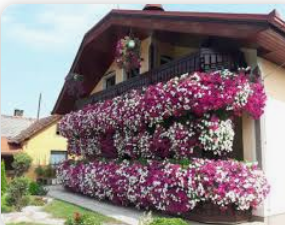 INFUZIJA ZA CVIJEĆE: Oporavlja, pospješuje rast biljaka, a pravi se od samo 2 sastojka!