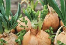 Evo šta će se dogoditi u vašem telu ako svaki dan jedete pola glavice luka