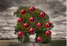 DRVO ŽELJA! ZAMISLITE JEDNU ŽELJU I IZABERITE 1 BROJ SA DRVETA: Evo da li će vam se želja ostvariti