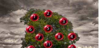 DRVO ŽELJA! ZAMISLITE JEDNU ŽELJU I IZABERITE 1 BROJ SA DRVETA: Evo da li će vam se želja ostvariti