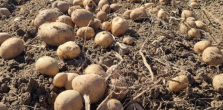 UBACITE 1 VOĆKU U VREĆU SA KROMPIROM I SPREČIĆETE KLIJANJE: Malo ko je znao da se u tome krije TRIK