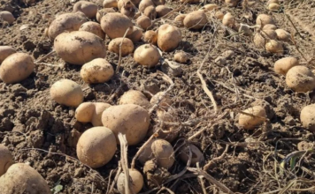 UBACITE 1 VOĆKU U VREĆU SA KROMPIROM I SPREČIĆETE KLIJANJE: Malo ko je znao da se u tome krije TRIK