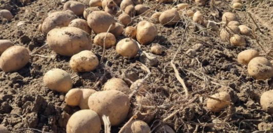 UBACITE 1 VOĆKU U VREĆU SA KROMPIROM I SPREČIĆETE KLIJANJE: Malo ko je znao da se u tome krije TRIK