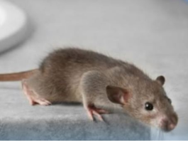 Miševi ne mogu da smisle miris jedne biljke: Ako je stavite u svoj dom više se nikad neće vraćati