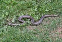 Bacite ovaj prah po dvorištu! Nikada više nećete vidjeti zmije
