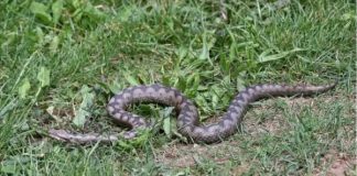 Bacite ovaj prah po dvorištu! Nikada više nećete vidjeti zmije