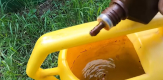 Samo NEKOLIKO kapi ubija plamenjaču paradajza: Više cvjeta, plodovi brže sazrijevaju