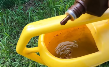 Samo NEKOLIKO kapi ubija plamenjaču paradajza: Više cvjeta, plodovi brže sazrijevaju