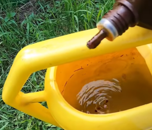 Samo NEKOLIKO kapi ubija plamenjaču paradajza: Više cvjeta, plodovi brže sazrijevaju