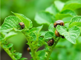 Stavite sad ovo u vrt i na ljeto će zlatice bježati od vašeg krumpira