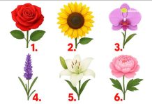 TEST: Koji cvijet vam se najviše dopada? – On otkriva kako vas drugi zapravo vide!