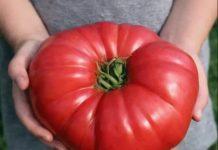 ODLUČILA JE OTKRITI SVOJU TAJNU: Ako poslušate savjet paradajz u vašoj bašti će nicati kao lud i biće PREUKUSAN….