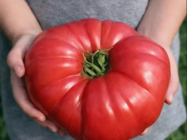 ODLUČILA JE OTKRITI SVOJU TAJNU: Ako poslušate savjet paradajz u vašoj bašti će nicati kao lud i biće PREUKUSAN….