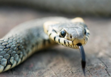 HITNO UKLONITE OVO IZ DVORIŠTA, PRIVLAČI ZMIJE KAO MAGNET – Kako zaustaviti najezdu gmizavaca