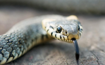 HITNO UKLONITE OVO IZ DVORIŠTA, PRIVLAČI ZMIJE KAO MAGNET – Kako zaustaviti najezdu gmizavaca