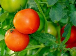 Paradajz posađen u plastične boce je novi hit: Uživajte u domaćim plodovima bez bašte i puno muke