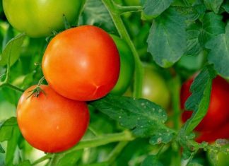 Paradajz posađen u plastične boce je novi hit: Uživajte u domaćim plodovima bez bašte i puno muke