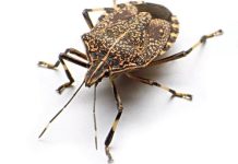 Na ovaj prirodan način ćete se rešiti dosadnih smrdibuba u svom domu: Ključ je u tome gde ćete staviti ovo sredstvo od samo 2 sastojka