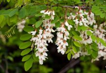 6 drveća koje ne valja saditi u dvorištu: Mogu napraviti ozbiljne probleme, tvrde baštovani