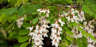 6 drveća koje ne valja saditi u dvorištu: Mogu napraviti ozbiljne probleme, tvrde baštovani