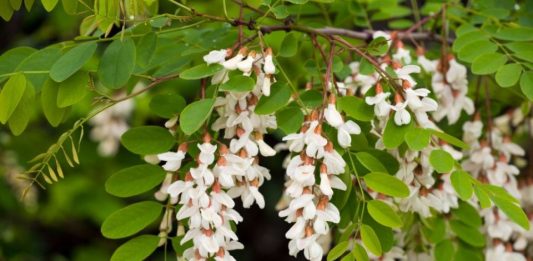 6 drveća koje ne valja saditi u dvorištu: Mogu napraviti ozbiljne probleme, tvrde baštovani