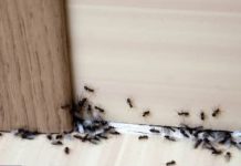 SAMO 1 KAP I MRAVI ĆE POBJEĆI IZ VAŠE KUĆE ZA 2 SEKUNDE… Najefikasni kućni TRIK…