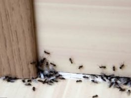 SAMO 1 KAP I MRAVI ĆE POBJEĆI IZ VAŠE KUĆE ZA 2 SEKUNDE… Najefikasni kućni TRIK…