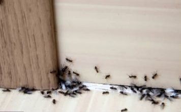 SAMO 1 KAP I MRAVI ĆE POBJEĆI IZ VAŠE KUĆE ZA 2 SEKUNDE… Najefikasni kućni TRIK…