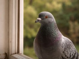 Narodno vjerovanje koje rijetko ko zna: Što znači kada vam ptica sleti na prozor ili pokuca na staklo