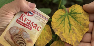 EVO kako SUVI KVASAC i mrtve biljke vraća u život! Ovo vam niko neće reći!